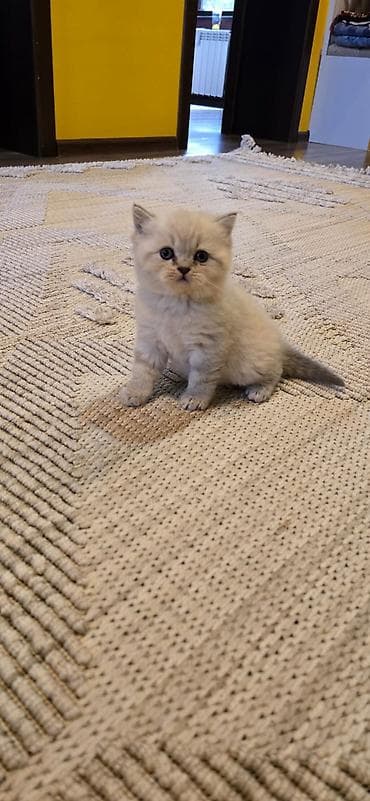 Gəmiricilər: Şotland, Erkək, Dişi, Yaxşı əllərə, Ünvandan götürmə — 5