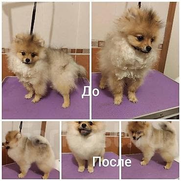 xamilyon heyvan: Pudel, 6 ay, Dişi — 2