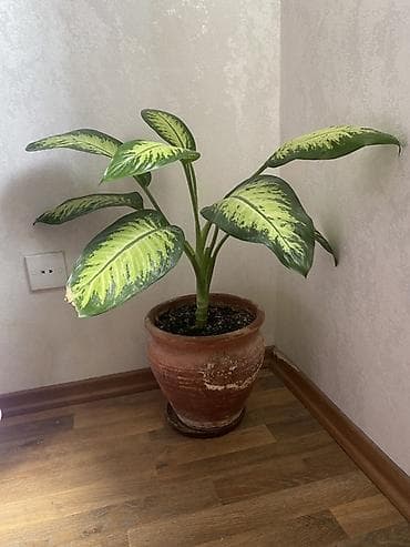 ürək gül şəkilləri: Dieffenbaxiya (Dieffenbachia) dekorativ otaq bitkisi — 1
