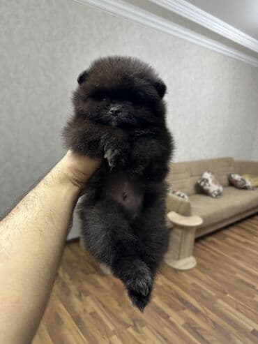 it yuvasi: Şpitz, 2 ay, Erkek — 11