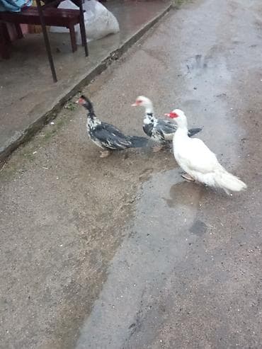 ot sekilleri: Iki dışı bir erkey satlir yumurtalayir "3 bir yerde 60 Real alicya — 2