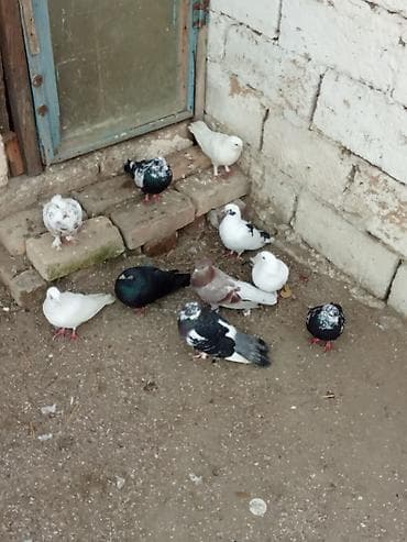 takla goyercin: Tutulmalardi isteyen yazsin — 3