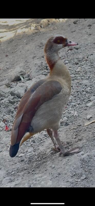 lavanda lal ordəklər: Misir qazı, həmçinin Nil qazı kimi tanınan bu quş, açıq qəhvəyi və boz — 3