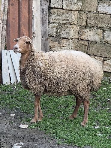 Qoyun – yerli damazlıq Salam aleykum Tam sağlam heyvandı Anlayışı