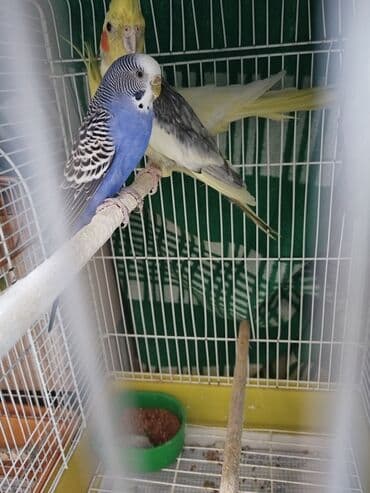 купить кур: Məhsul:Kanareka Ev quşu – dalmatin naxışlı-mavi rəngli dalğalı bülbül — 4