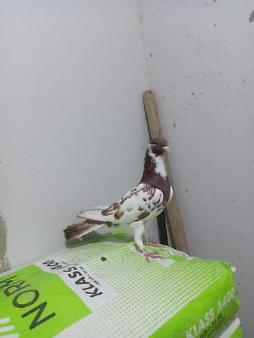 Salam saglam quşdu ərkəydi təmiz cinsdi