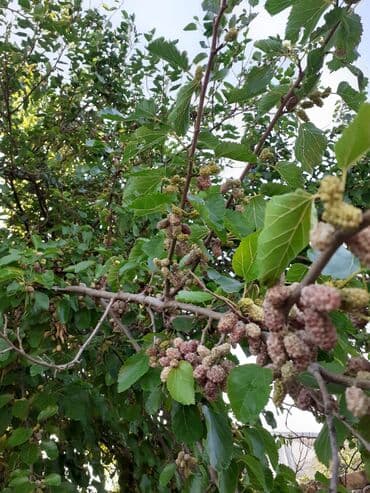 6 sot, Tikinti, Maklerlər narahat etməsin