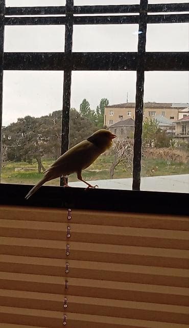 bulbul kanareyka: Bülbül cavan ərkək bütün günün oxyur qiymət sondur qiymətə görə — 1