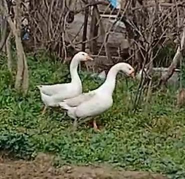 Другие с/х животные: Ağ qaz cütlüyü - Növ: Ağ ev qazı (apelsin rəngli gaga və pəncələr) - — 2