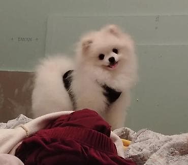 Quşlar: Şpitz, 7 ay — 1