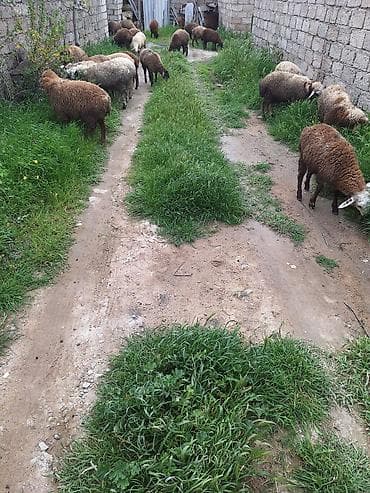 ag qulaq inek cinsi: Qoyun sürüsü – qarışıq rənglərdə yerli cinslər - Təklif: Şəkildə — 7