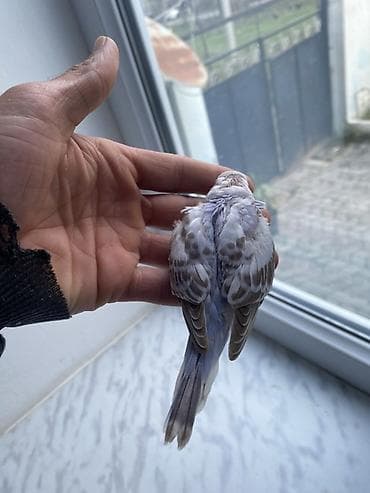 quşlar: Salam hamıya gördüyünüz bala quşlar satılır əsil ələ öyrediləsi — 3