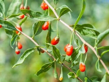 xiyar şitili: Goji giləmeyvəsi ştili (Lycium barbarum) 1 və 2 illik goji kolları — 5