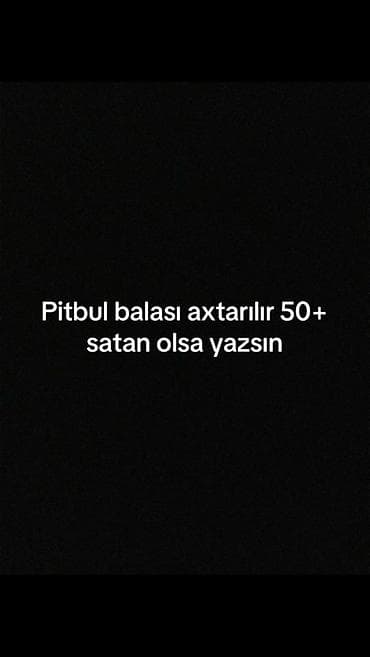 Pitbul, 5 ay