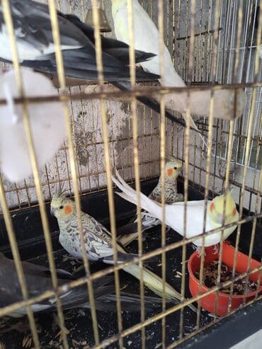 Gəmiricilər: Korella biri 50 Azn Məhsul: Nimfa tutuquşuları (Cockatiel) Təsvir: - — 4