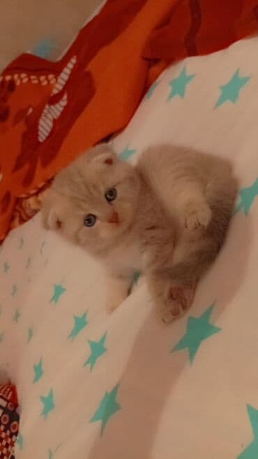 вислоухий кот цена: Шотладская вислоухая — 2