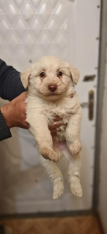 pulsuz it balalari: Pudel, 1 ay, Erkek — 1