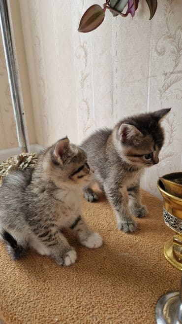 золотая шиншилла котенок: Britan, Dişi, Yaxşı əllərə — 3