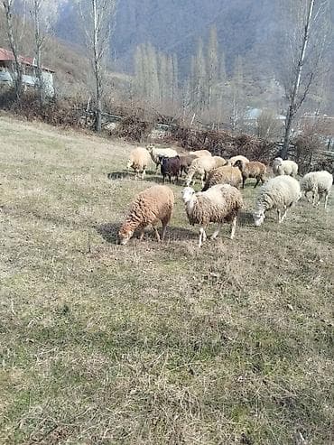 Balalı qoyunlar boğaz qoyunlar razılaşma yolu ilə - Növ: Qoyun lalafo.az -da Balalı qoyunlar boğaz qoyunlar razılaşma yolu ilə - Növ: Qoyun