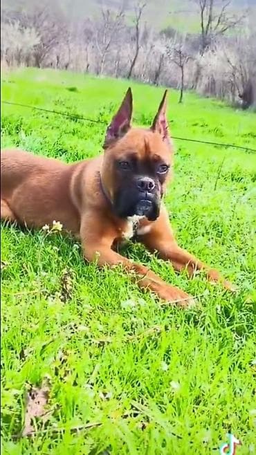 it qovan cihaz: Bokser — 4