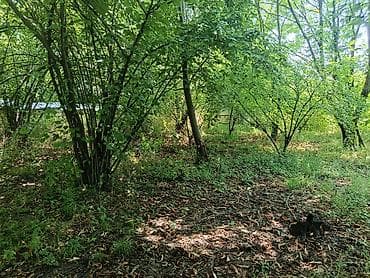 ceyranbatan evlər: 20 sot, Tikinti, Maklerlər narahat etməsin, Kupça (Çıxarış) — 3