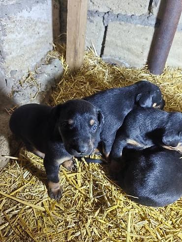 pulsuz it satilir: Doberman, Pulsuz çatdırılma — 8