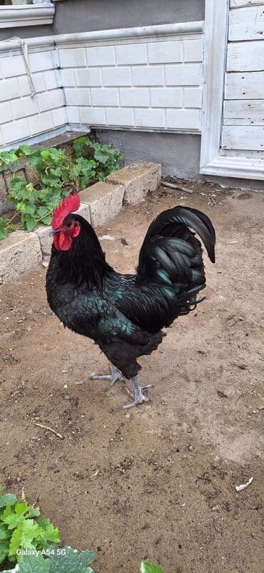 setteri it cinsi: Astralof xoruz 2 yaşı var tam sağlamdir təmiz cinsdir — 1