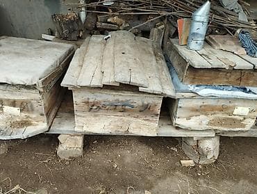 ucuz keci: Arıxana avadanlığı – taxta pətəklər və gövdələr - Məhsul: Arıçılıq — 7