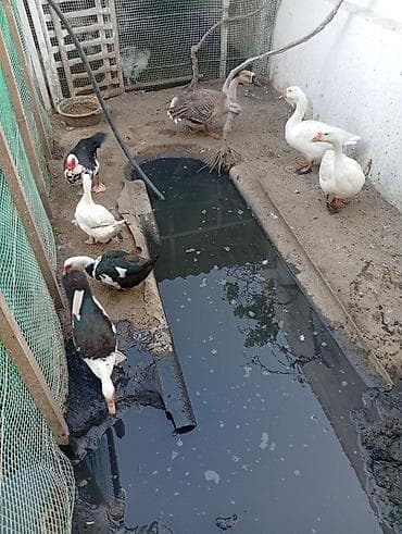 Kənd təsərrüfatı quşları: Qaz və ördək sürüsü Təsvir: - Fotoşəkillərdə göstərilən heyvanlar — 2