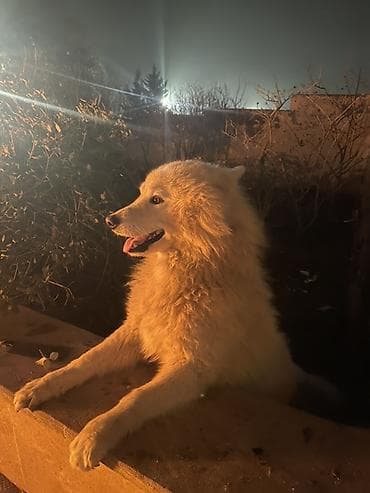 samoyed iti: Samoyed — 10