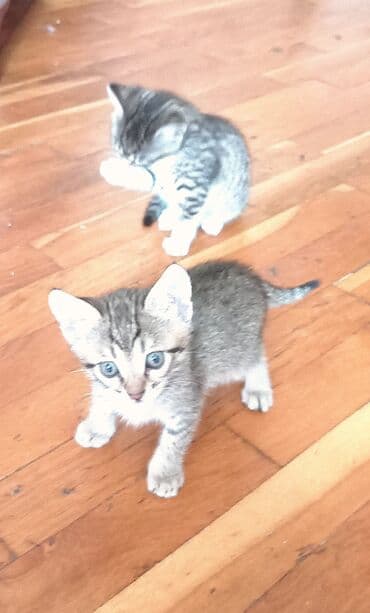 отдам котят в хорошие руки бесплатно: Табби — 2