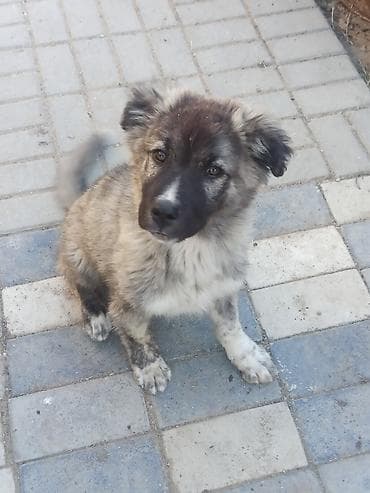 Qafqaz çoban iti, 2 ay, Erkek, Ünvandan götürmə, Ödənişli çatdırılma lalafo.az -da Qafqaz çoban iti, 2 ay, Erkek, Ünvandan götürmə, Ödənişli çatdırılma