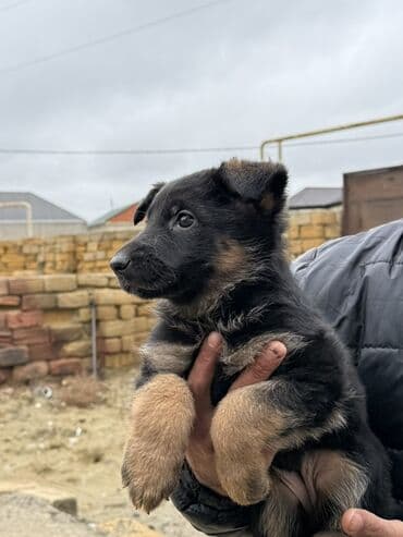 Heyvanlar üçün mallar: Alman çoban iti, 1 ay, Peyvəndli — 2