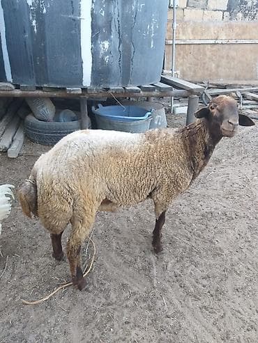 kənd heyvanları: Tam sağlam erkək qala qoçu bir yaş 8aylığdı əsil yeməli və ya damazlıq — 4