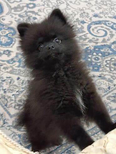 qara avstrolorp: Şpitz — 3