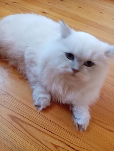 bala pişik ucuz: Pişik üçün aksesuarlar dəsti – Daşıma çantası/transportyor: Sərt — 5