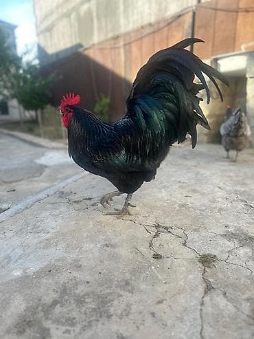 heyvan satışı tap az: Toyuq, Australorp, Damazlıq, Ünvandan götürmə — 1
