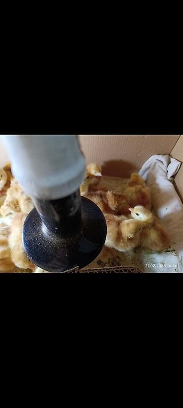 Птицы: Redisland cücələri öz şəkillərdir say məduddur — 4