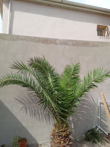 dibcək gulləri ev gulleri ve adlari: Xurma palmı – dekorativ bağ ağacı - Növ: Xurma palmı (Phoenix) - — 1