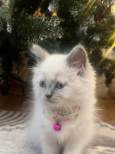 mingəcevir pişik: Britan, Dişi, Yaxşı əllərə — 3