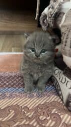 erkek pişik: Britan, Erkək, Dişi, Yaxşı əllərə, Ünvandan götürmə — 3