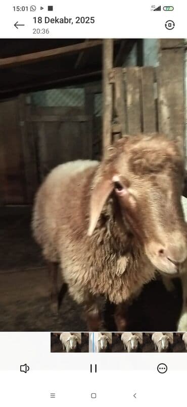 Alfa Romeo: Satılır: Qoyunlar (analıq və bala) - Şəkillərdə iki analıq qoyun və — 4