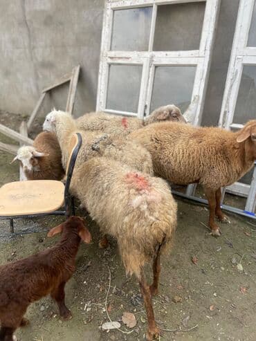cins ineklerin satisi 2018: 1 ədəd qoyun yanında quzu ilə (quzu ərkəkdi) 3 ədəd qoyun boğaz — 4