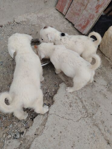 сколько стоит собака бу: 1 месяц, Бесплатная доставка — 1