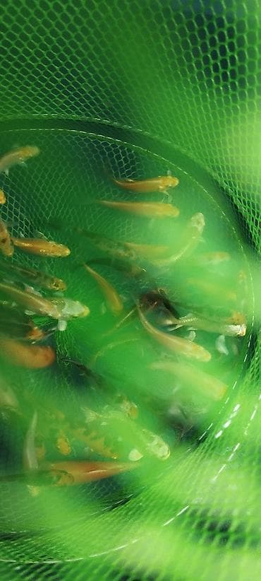 zvanok it satilir: Koi, Sülhsevər, Ödənişli çatdırılma — 2