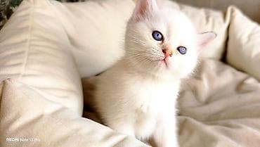 pişik balasi: Britan — 7