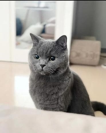 pişik elanları: Britan, Dişi, Yaxşı əllərə, Ödənişli çatdırılma — 3