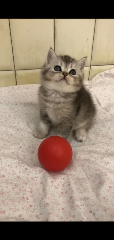 erkek pişik adları: Şirin oynagan erkek bala — 1