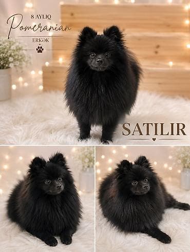 pomeranian qiyməti: Şpitz, 7 ay, Erkek, Peyvəndli, Ünvandan götürmə — 5