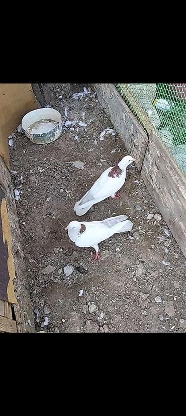 Ağ rəngdə, boyun nahiyəsində qəhvəyi ləkəli 2 ədəd göyərçin cütü. -